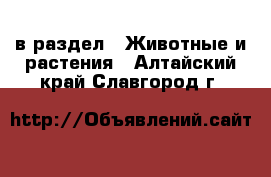  в раздел : Животные и растения . Алтайский край,Славгород г.